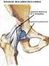Figura 25: Ligamentos anterirores de la cadera