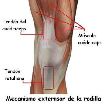 Aparato extensor de la rodilla