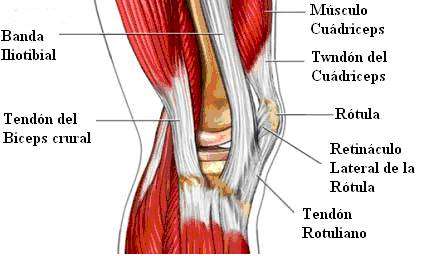 Dolor tendones rodilla