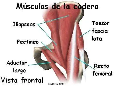 Anatomía muscular lateral de la cadera