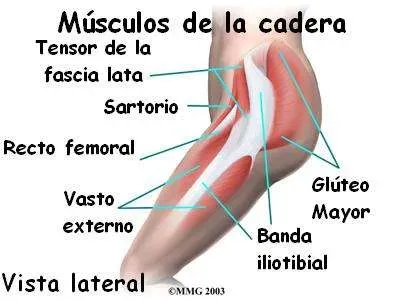 Músculos glúteos y trocánter mayor