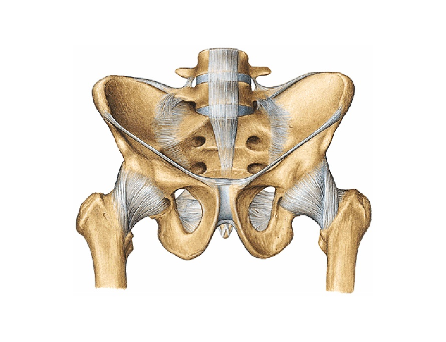 Articulación coxofemoral