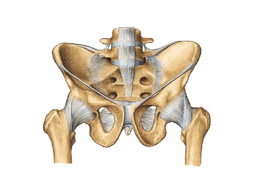 Articulación coxofemoral