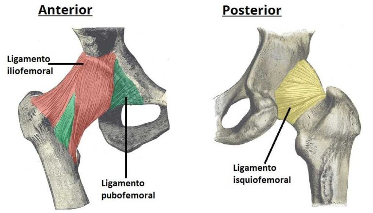Estructura ósea de la cadera