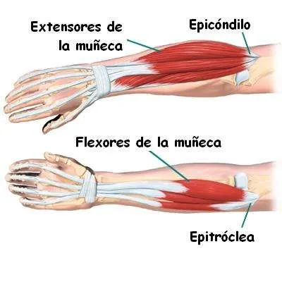 Articulaciones que forman el complejo del codo