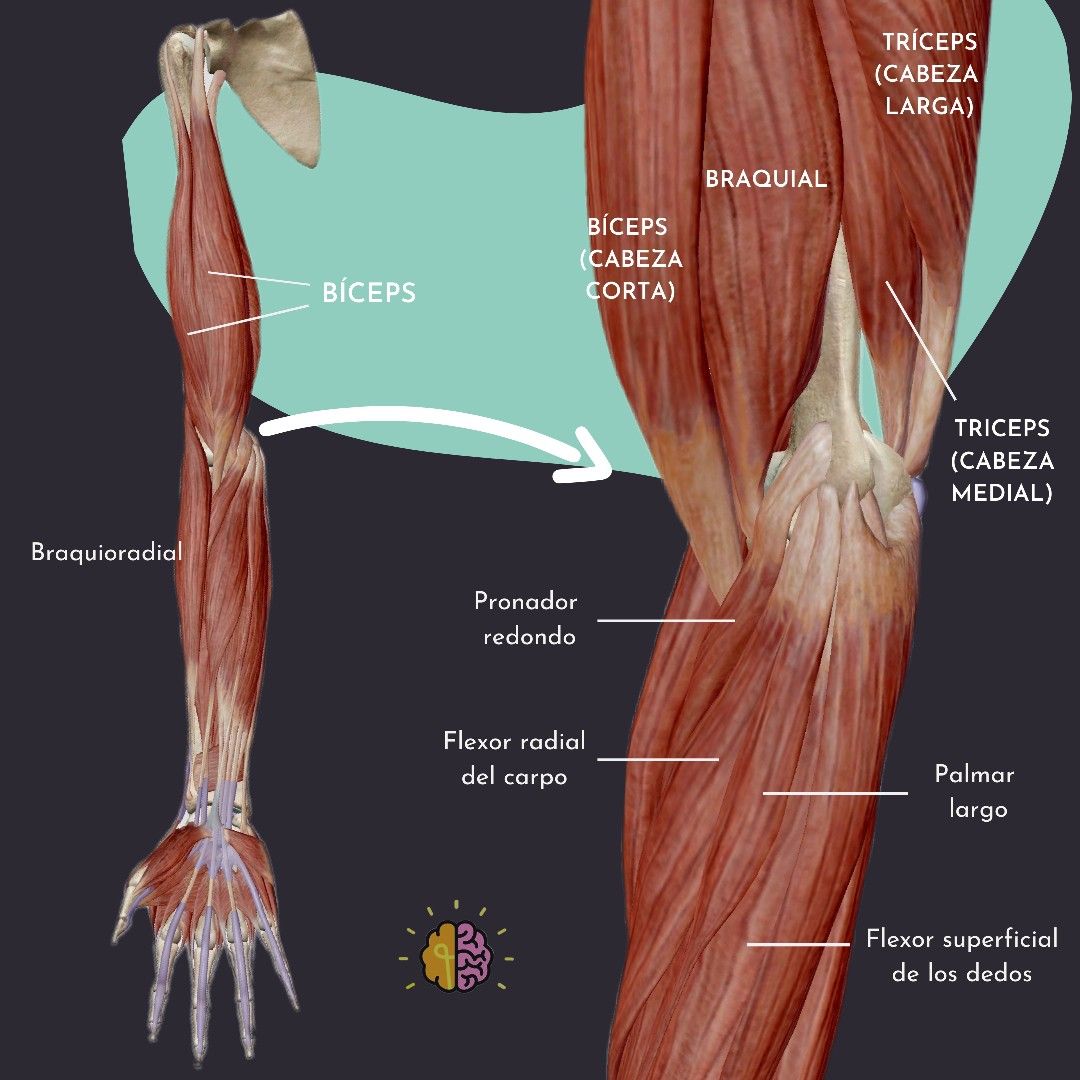 Ilustración del codo humano