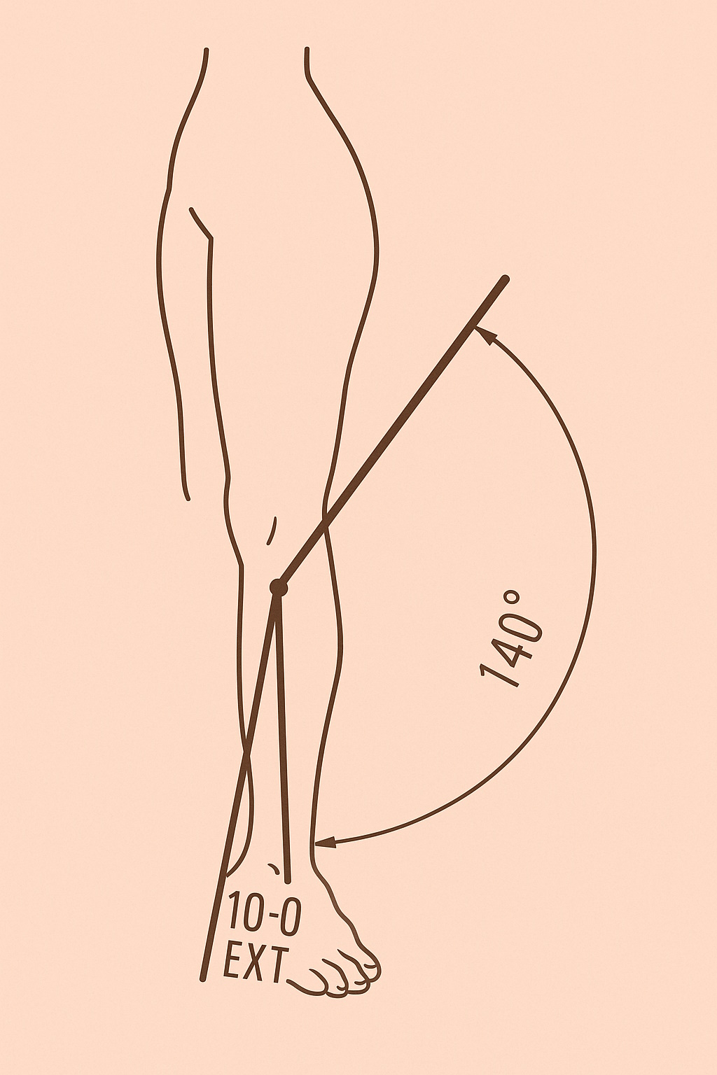 Movimiento del codo: flexión y extensión
