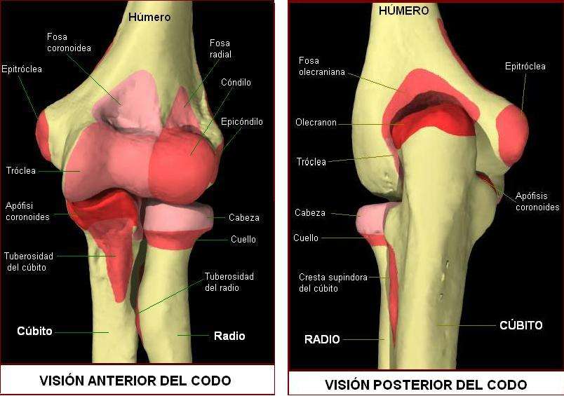 Estructura ósea del codo