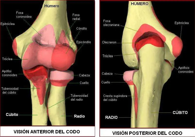 Estructura ósea del codo