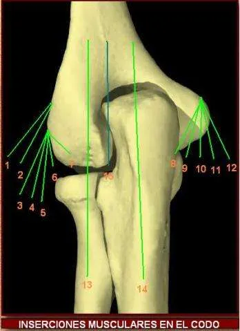Inserciones musculares en el codo