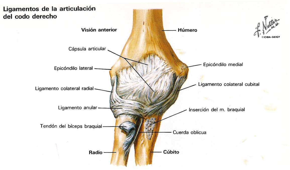 Ligamentos del codo humano