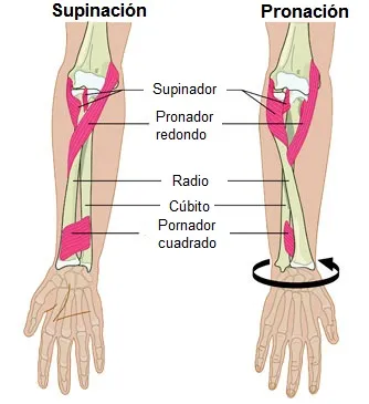 Músculos pronadores y supinadores del antebrazo