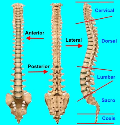 Estructura de la columna vertebral
