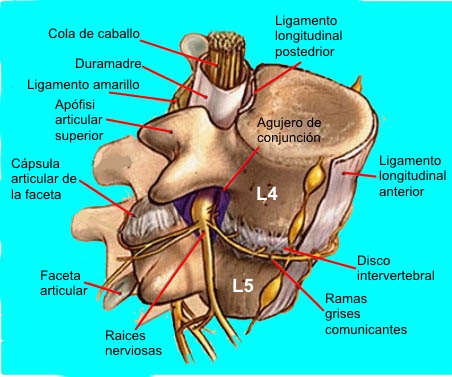 Estructuras nerviosas de la columna