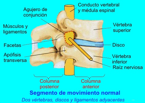 Segmento de movimiento vertebral