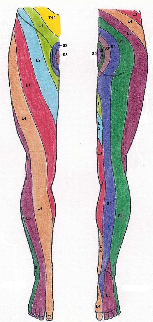 Distribución metamérica