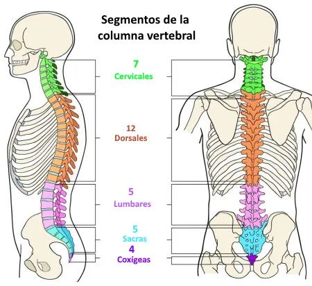 Segmentos cervical, dorsal, lumbar y sacro de la columna vertebral