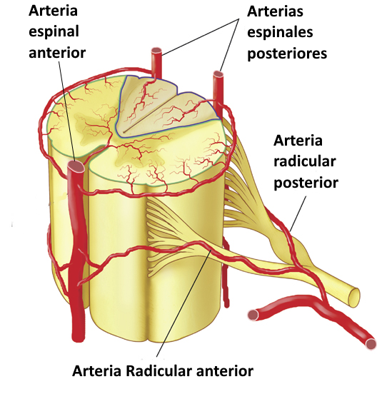Irrigación e inervación de la columna