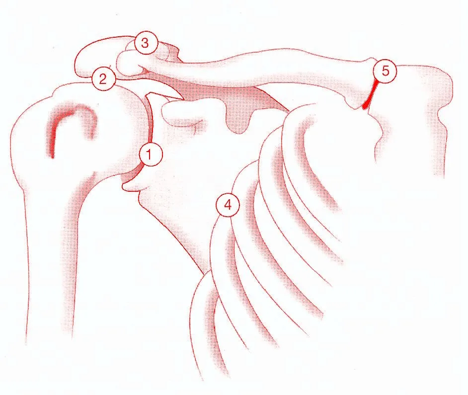 Anatomía del complejo articular del hombro