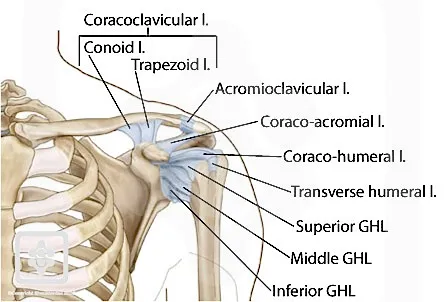 Ligamentos principales del hombro