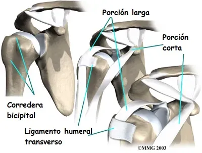 Anatomía de la porción larga del bíceps en el hombro