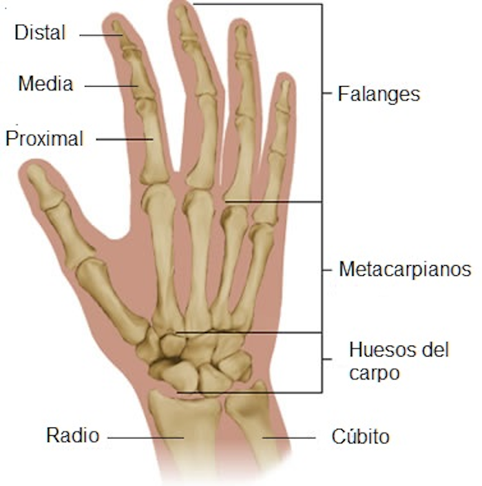 Anatomía ósea y articular de muñeca y mano