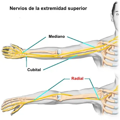 Trayectoria del nervio radial