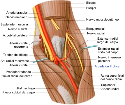 Nervio interóseo posterior