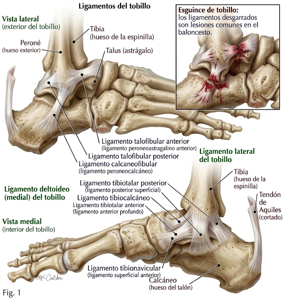 Ligamentos laterales y mediales del tobillo