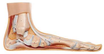 Anatomía pie plano medial