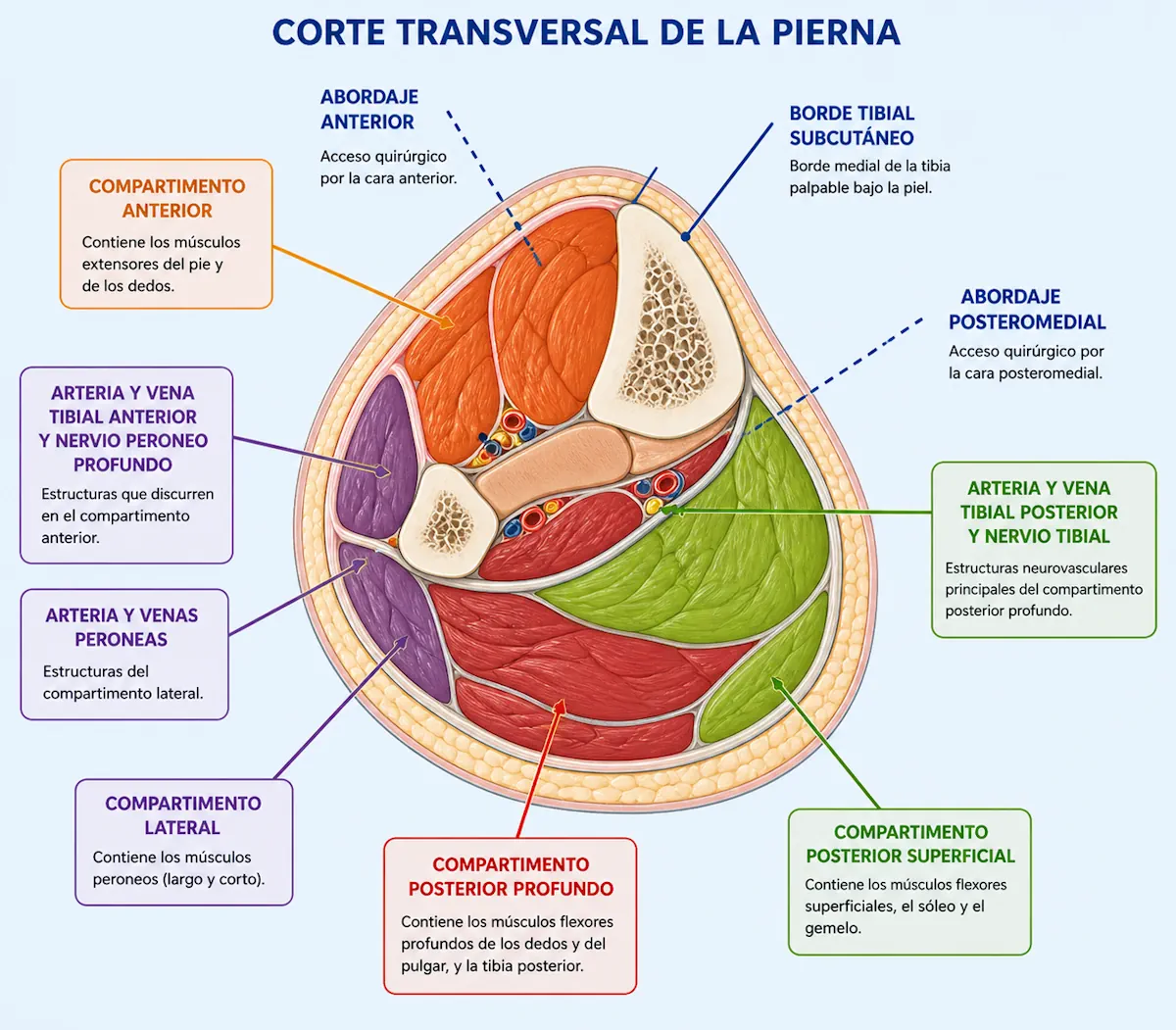 Fasciotomía en síndrome compartimental crónico de esfuerzo