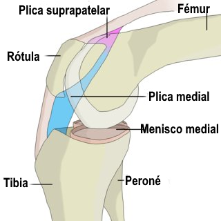Anatomía de la plica sinovial