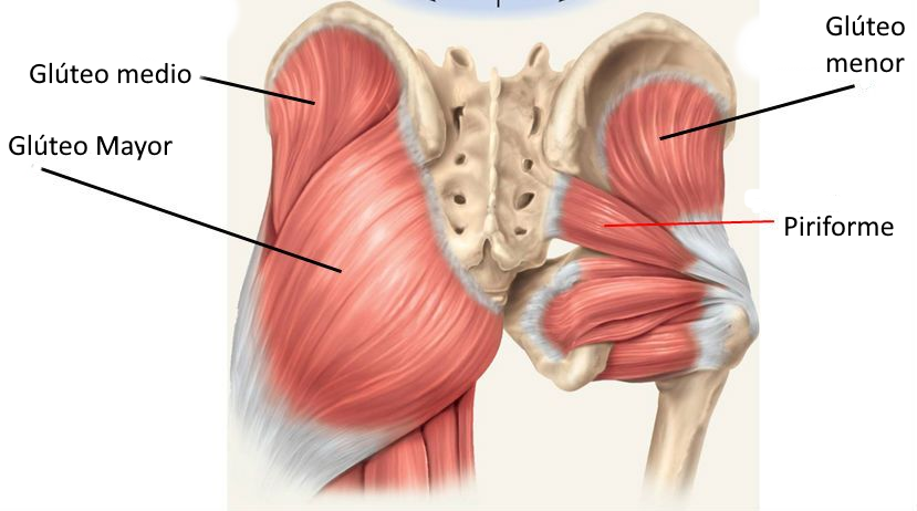 Anatomía glúteo medio y menor