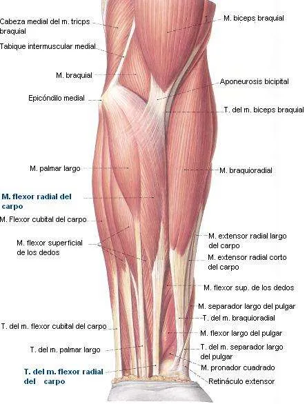 Músculos anteriores del antebrazo