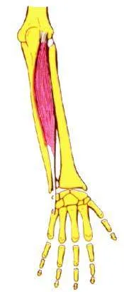 Extensor cubital del carpo