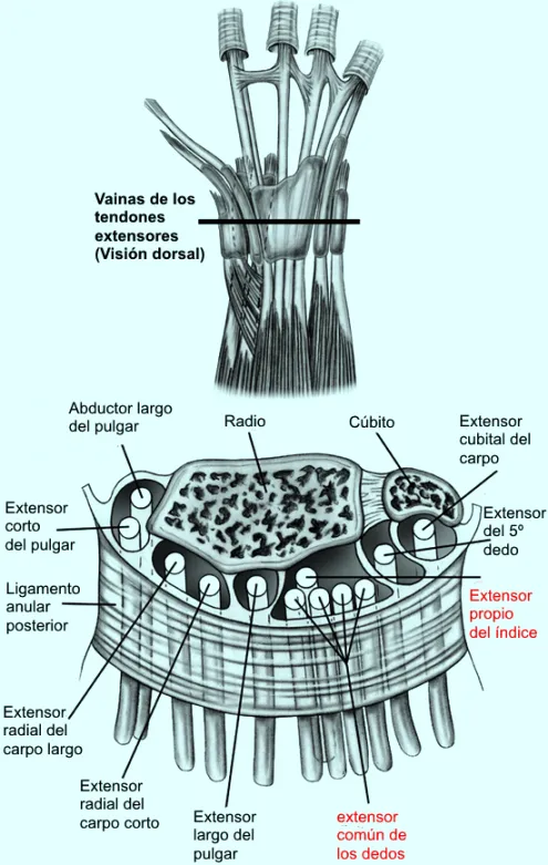 Inserción del extensor propio del índice