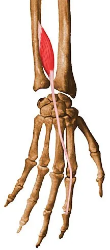 Extensor propio del índice