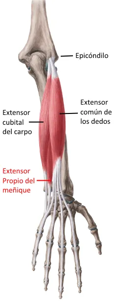 Extensor propio del meñique: origen