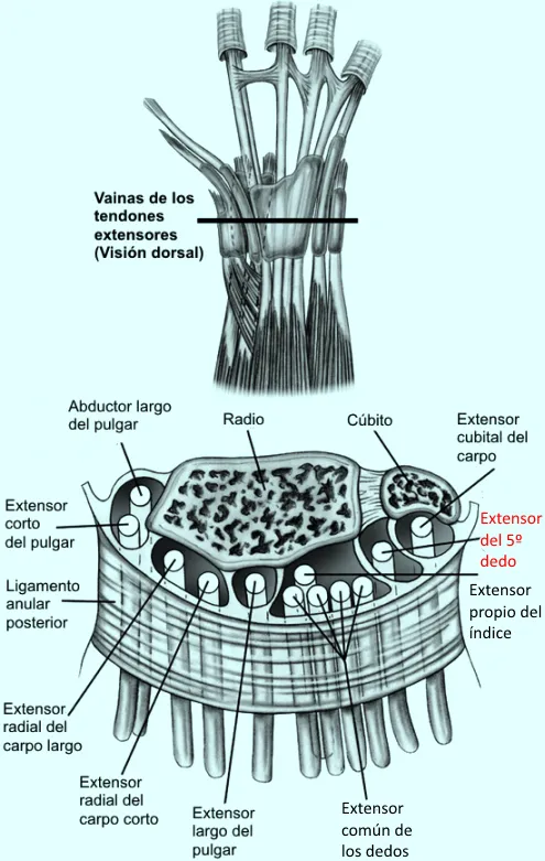 Túnel del 5.º compartimento extensor