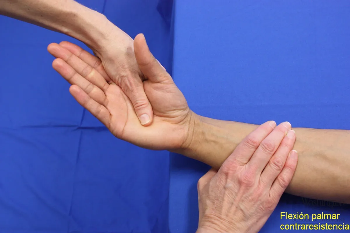 Prueba clínica del flexor radial del carpo