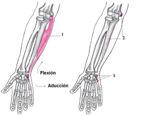 Flexor cubital del carpo